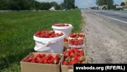 Урадзілі трускалкі