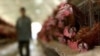 Россия отказалась от украинских продуктов животноводства с 20 января
