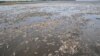 Мертвая рыба на дне обмелевшего Каховского водохранилища